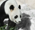 Megtalálod a pandát a hóemberek között? 140-es IQ alatt még senkinek sem sikerült