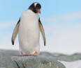 Megtalálod a pingvint a képen? 140-es IQ alatt senkinek sem jön össze