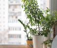 Szépek és az egészségnek is jót tesznek: ez a 8 szobanövény megtisztítja az otthonod levegőjét