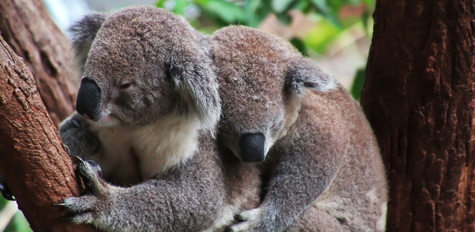 Koala maci kihalás